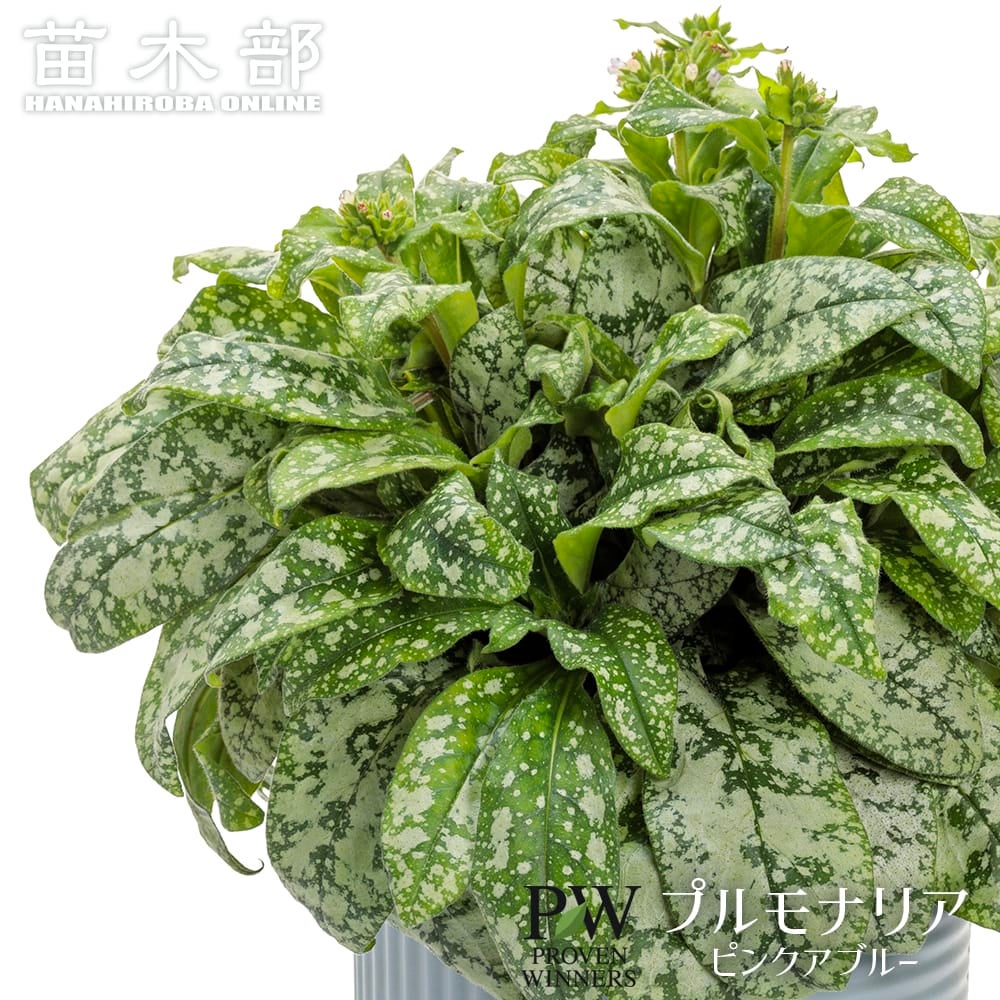 プルモナリア ピンクアブルー 苗 販売 苗木部 By 花ひろばオンライン