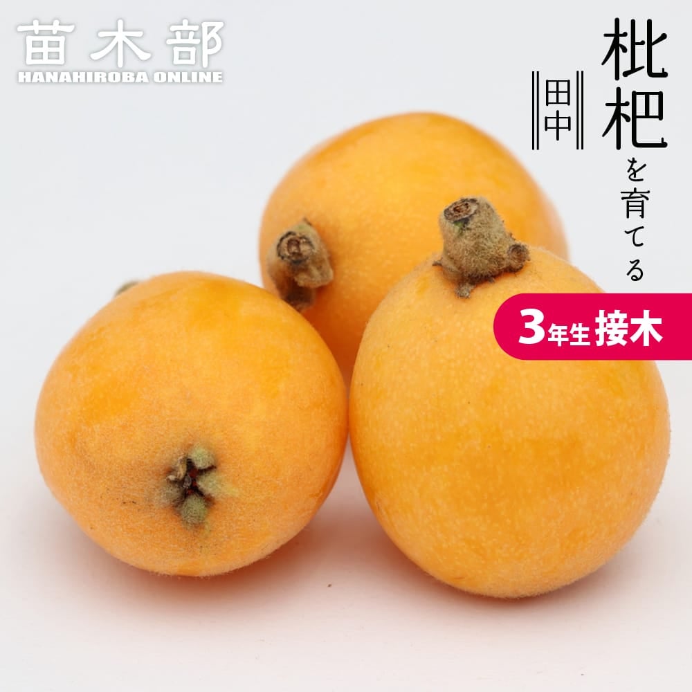 ビワの苗木｜苗木部 本店｜花ひろばオンライン