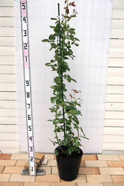 000000040931-03.jpg?size=l&w=