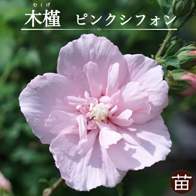 芍薬 西洋シャクヤク フェスティバマキシマ 苗 通販 苗木部 By 花