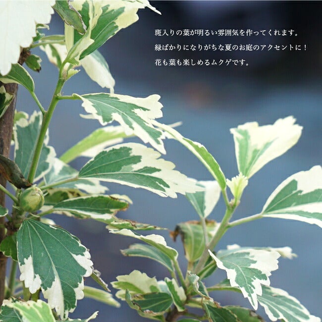 000000041056-05.jpg?size=l&w= 