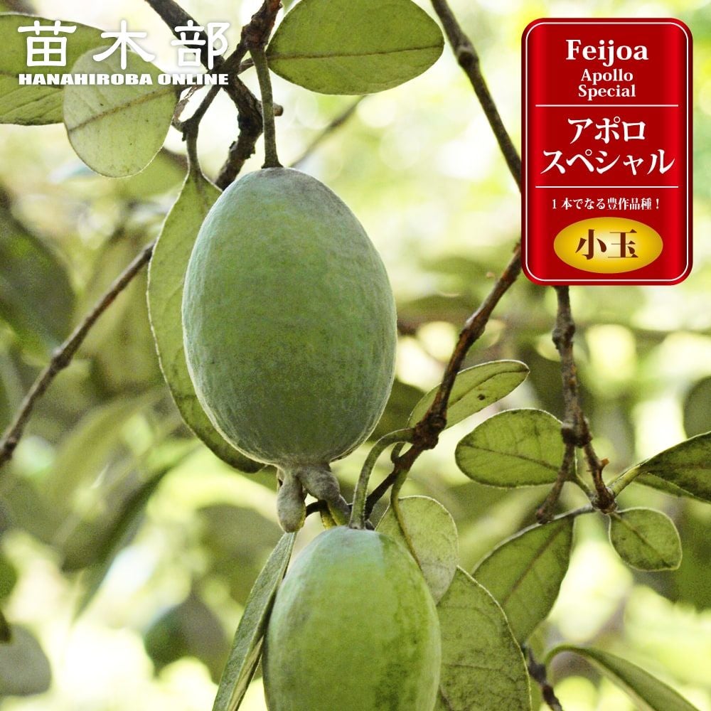 フェイジョア アポロスペシャル 苗 通販 苗木部 By 花ひろばオンライン