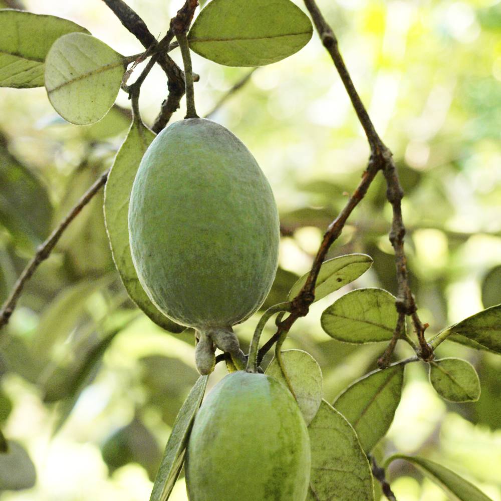 フェイジョア アポロスペシャル 苗 通販 苗木部 By 花ひろばオンライン