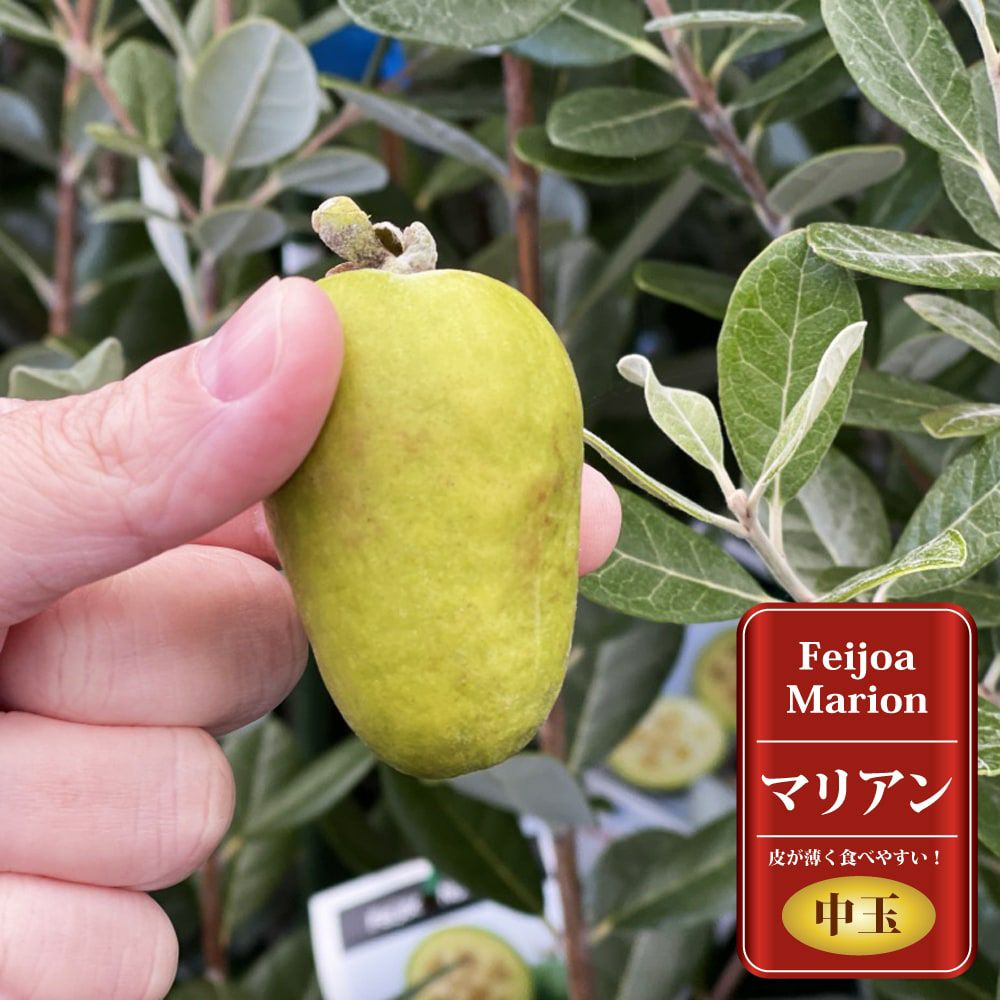 フェイジョア ゴールデングース 苗 販売 苗木部 By 花ひろばオンライン