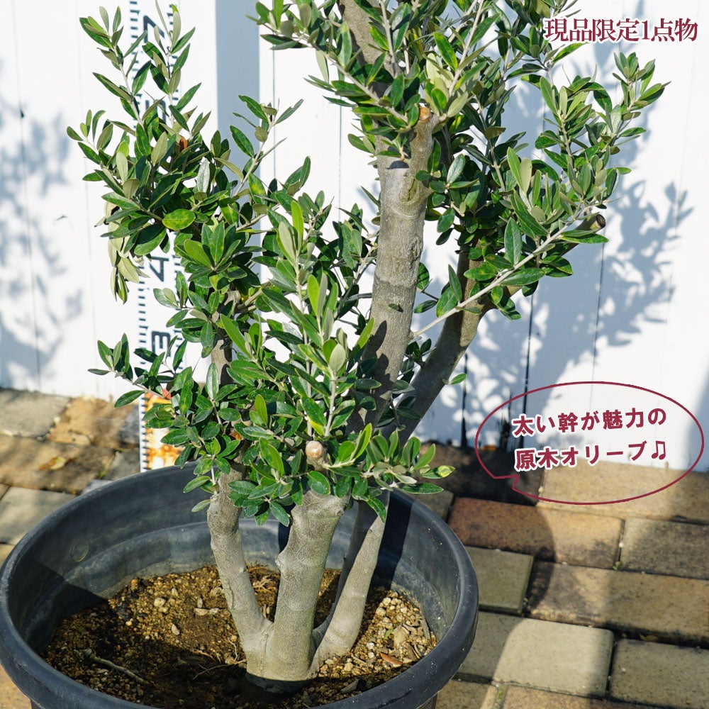 国産 オリーブ原木】 □現品1点物□ オリーブの木 特大苗【2
