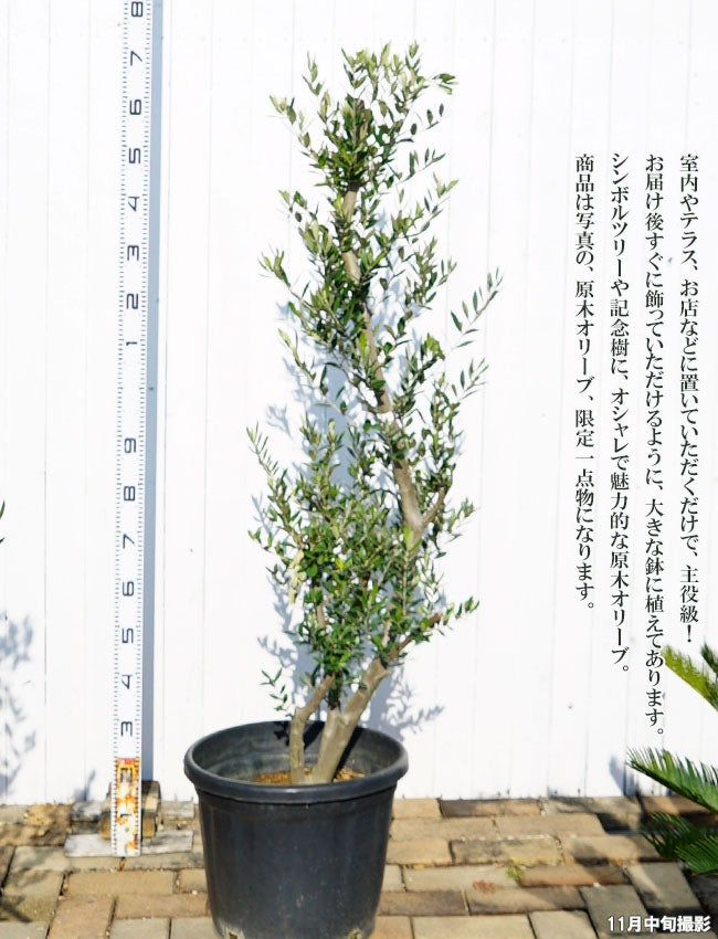 国産 オリーブ原木】 □現品1点物□ オリーブの木 特大苗【2