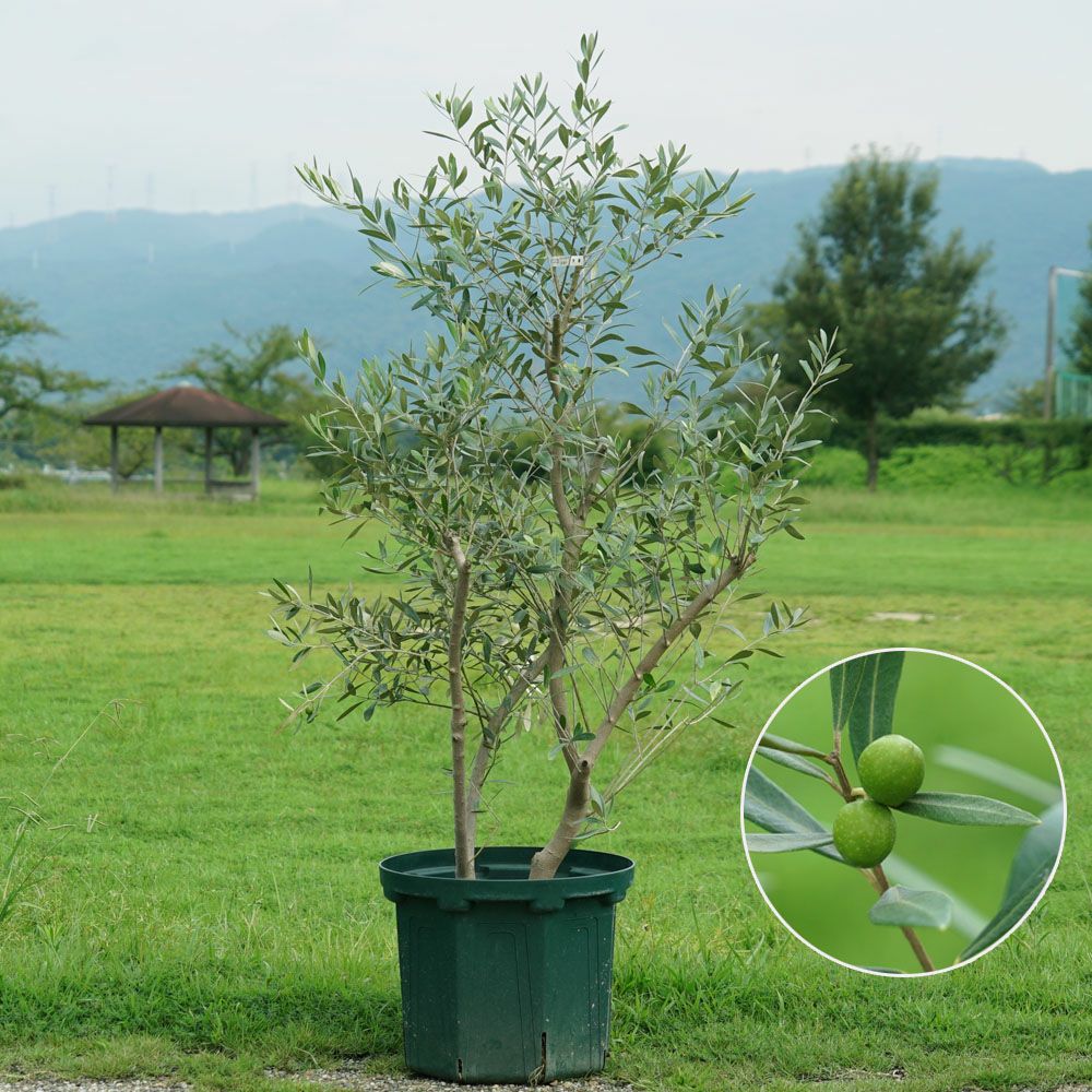 000000041202-03.jpg?size=l&w=