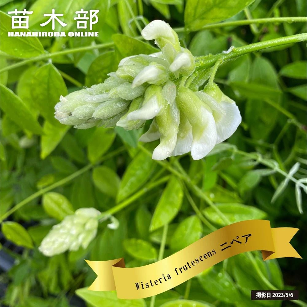 藤（フジ） | 苗木部 本店 By 花ひろばオンライン