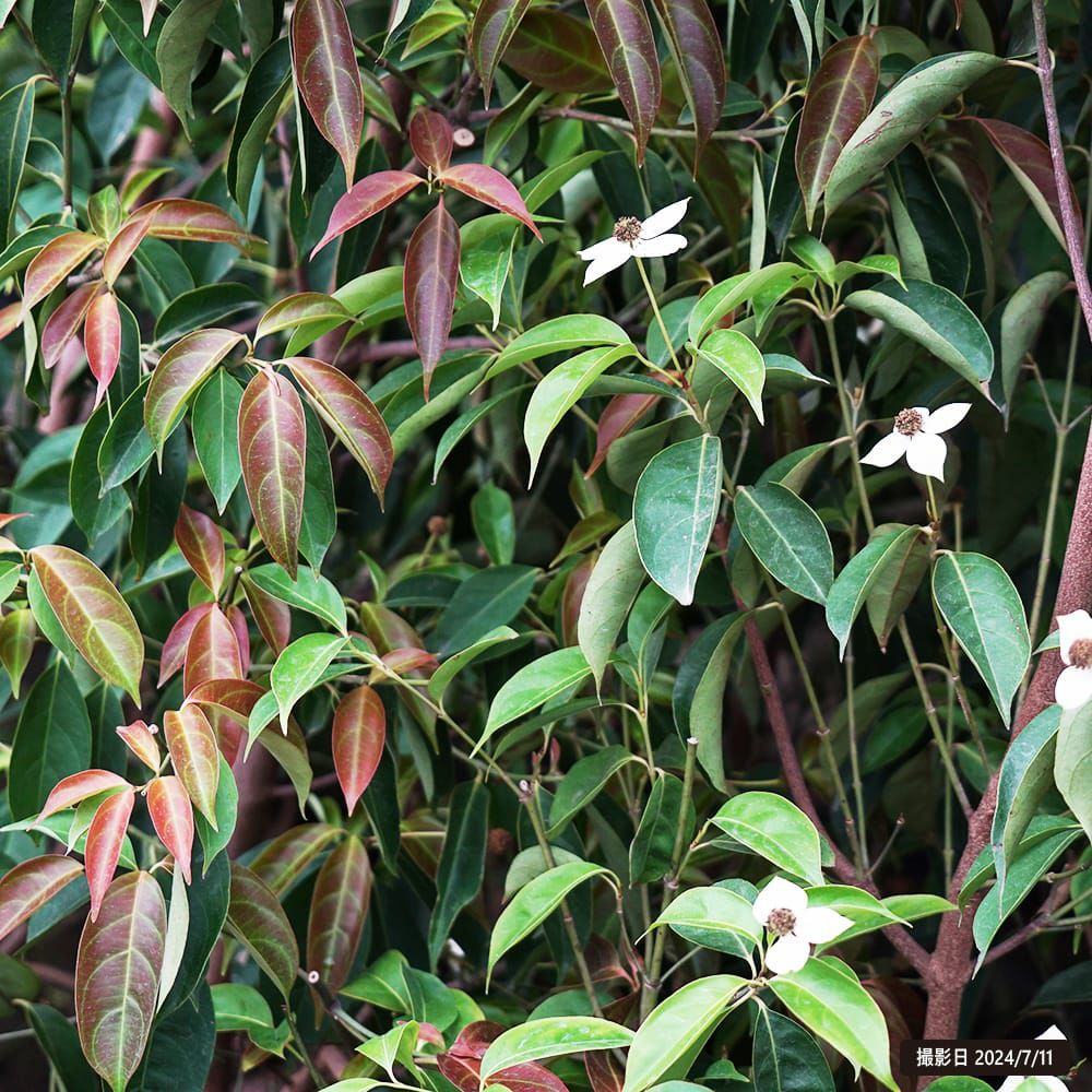 常緑ヤマボウシ サマーグラッシー 苗 販売 苗木部 By 花ひろばオンライン