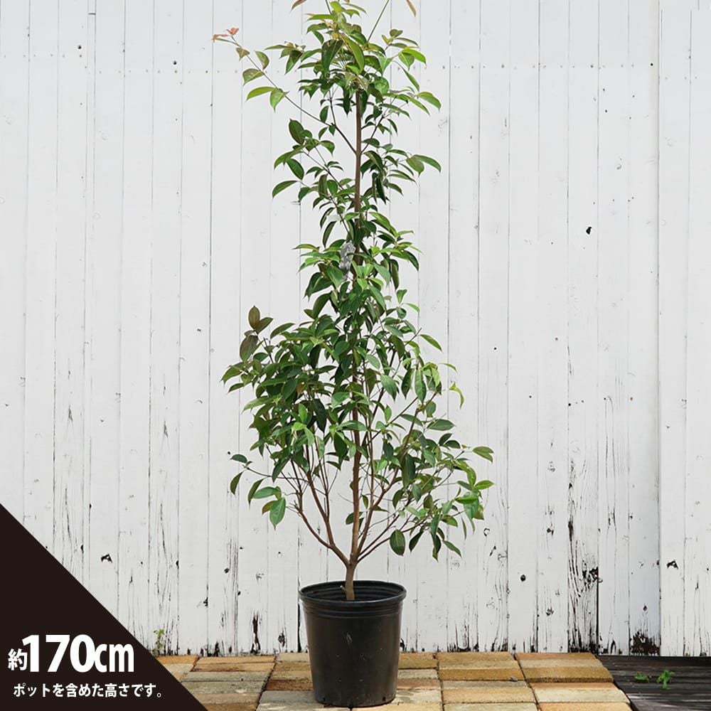 000000041298-03.jpg?size=l&w=