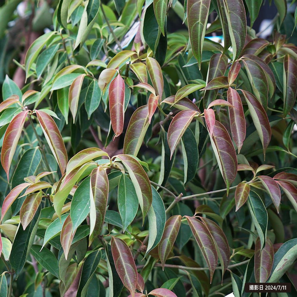 常緑ヤマボウシ サマーグラッシー 苗 販売 苗木部 By 花ひろばオンライン