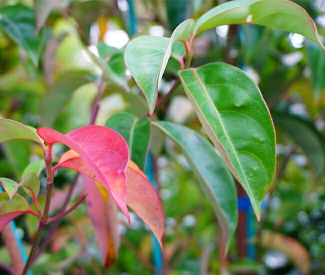 常緑ヤマボウシ サマーグラッシー 苗 販売 苗木部 By 花ひろばオンライン