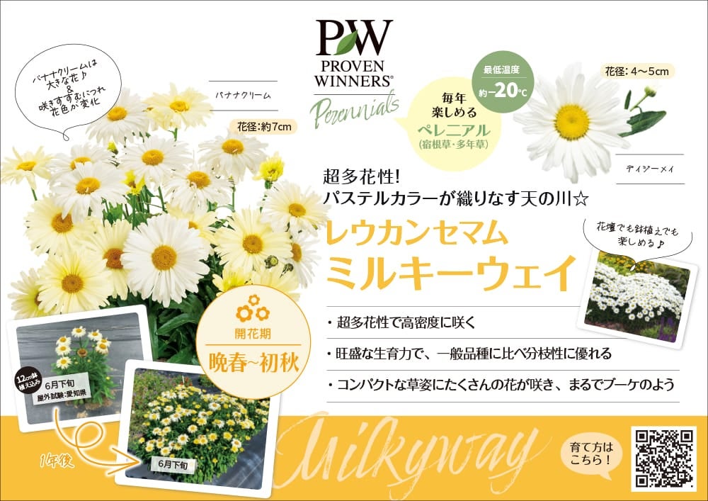 レウカンセマム ミルキーウェイ バナナクリーム 苗 販売 苗木部 By 花