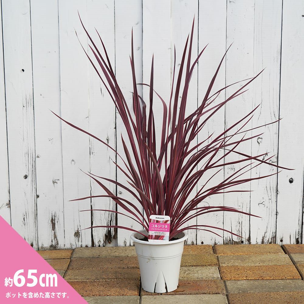 000000041341-03.jpg?size=l&w=