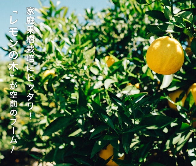 000000041402-05.jpg?size=l&w=