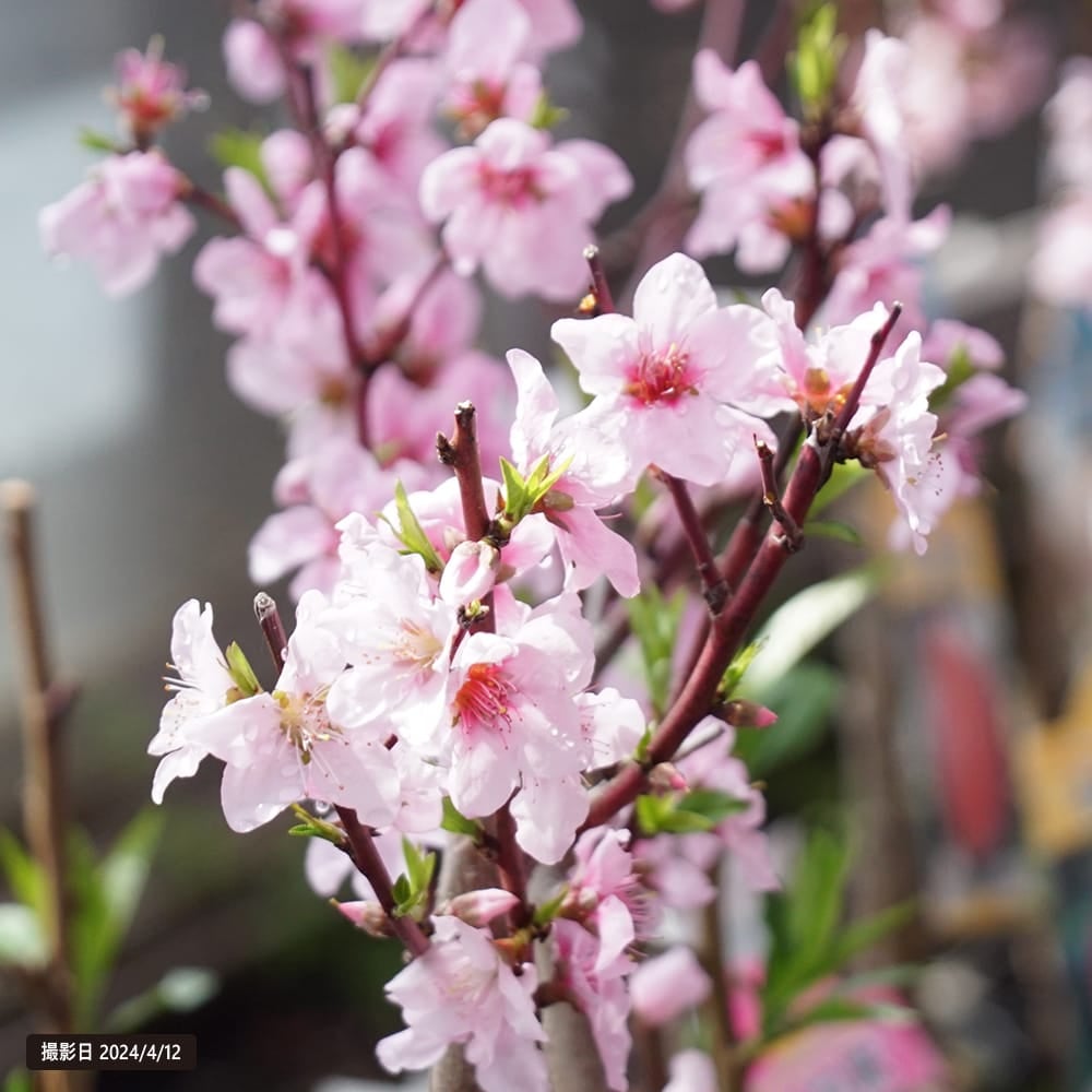 桃の苗木　約1.8メートル　白桃 000000041450-02.jpg?size=l&w=