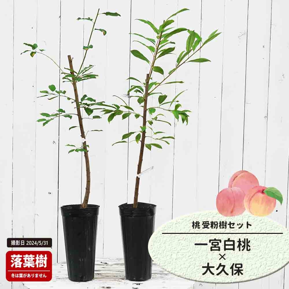 桃  一宮白桃と大久保の受粉樹セット