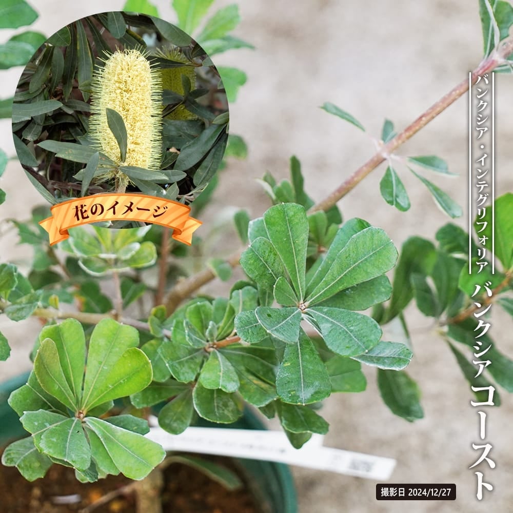 バンクシア インテグリフォリア コーストバンクシア 苗 おすすめ 苗木部