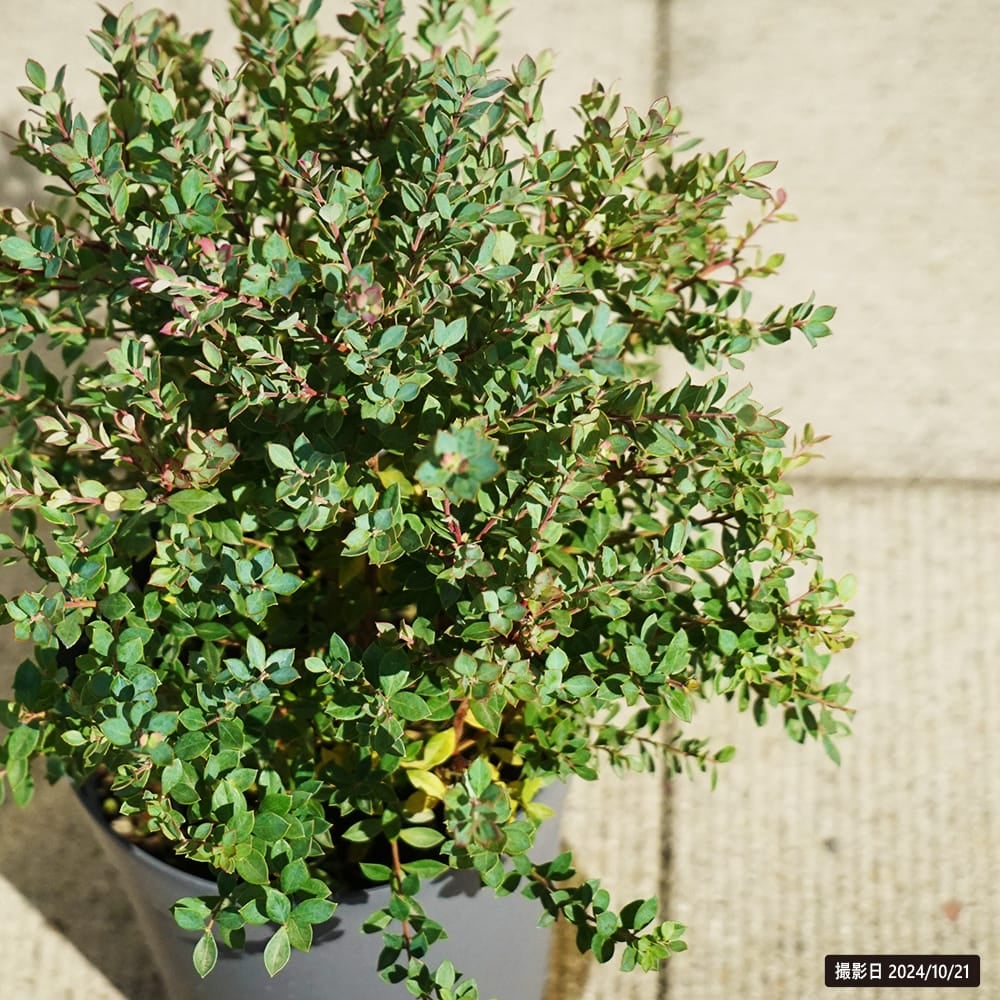 000000141436-03.jpg?size=l&w=