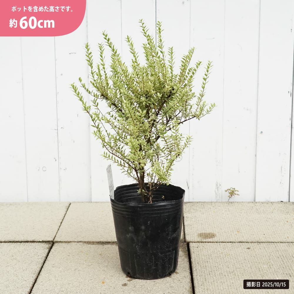 ギンバイカ 斑入り 苗 販売 苗木部 By 花ひろばオンライン