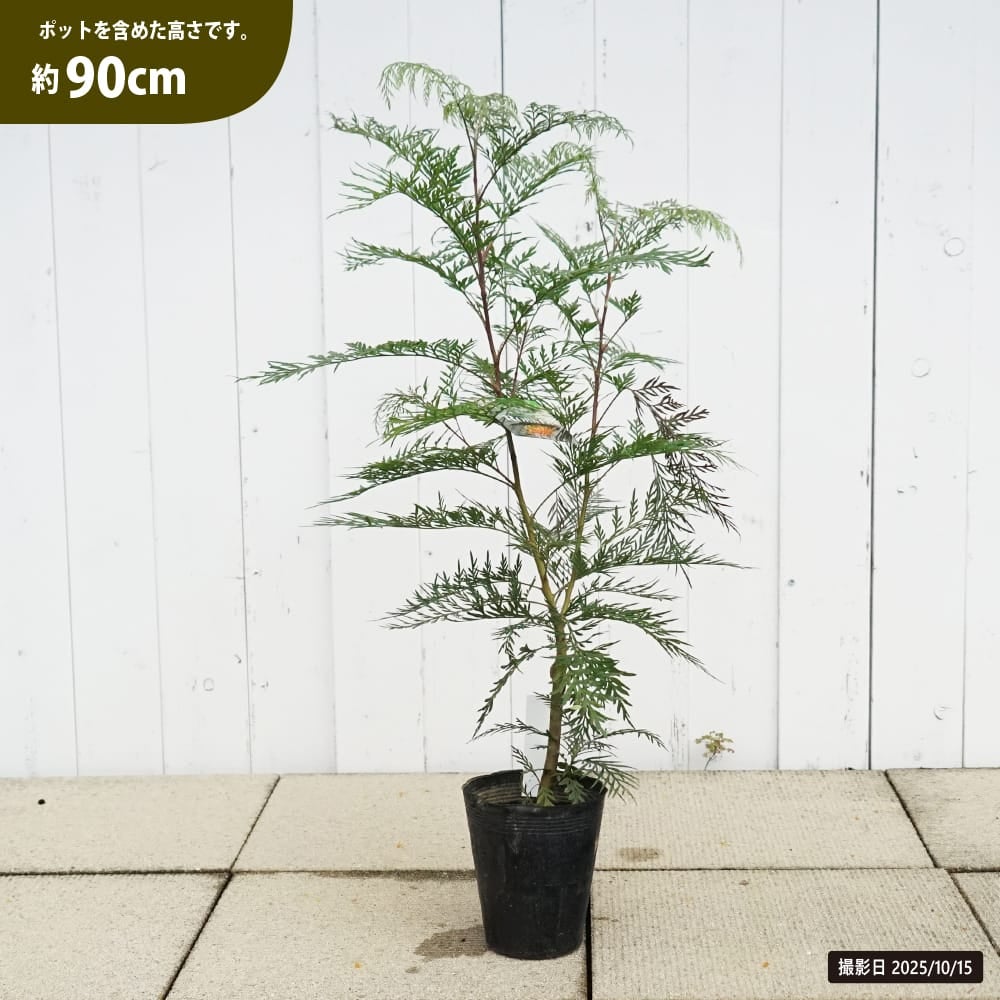 大苗　グレビレア　ロブスタ　鉢植え　苗　苗木　オージープランツ グレビレア ロブスタ 苗 販売 苗木部 By 花ひろばオンライン