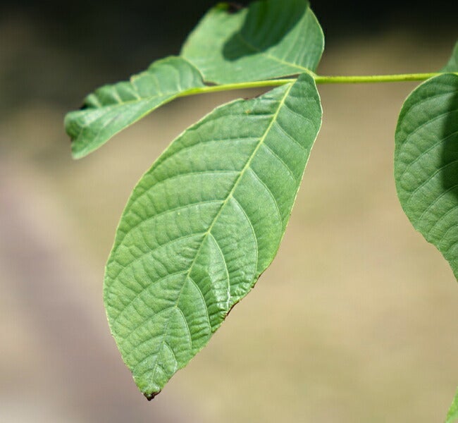 クルミ 菓子くるみ 苗 育て方 苗木部 By 花ひろばオンライン