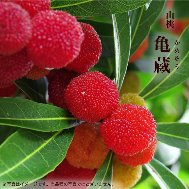 ヤマモモ メス 東魁 苗 通販 苗木部 By 花ひろばオンライン