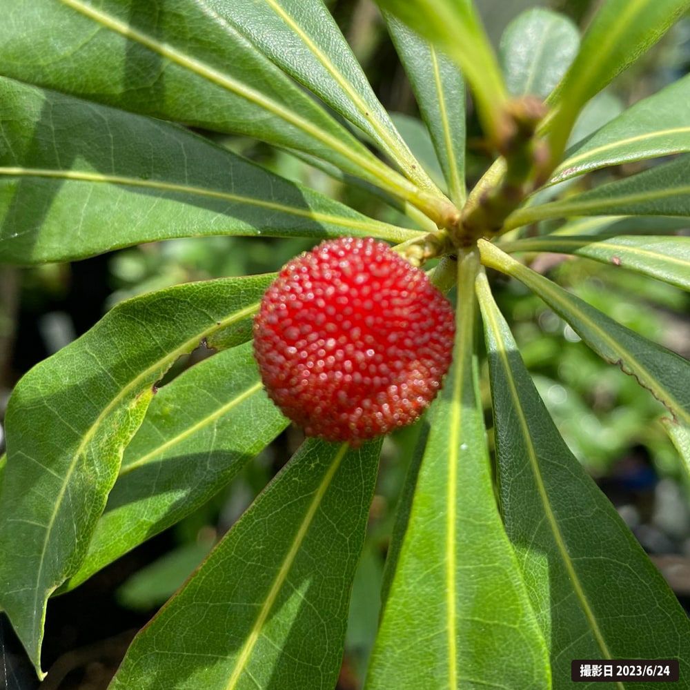 ヤマモモ メス 亀蔵 苗 販売 苗木部 By 花ひろばオンライン