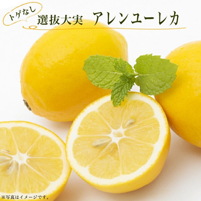 000000041671-01.jpg?size=l&w=