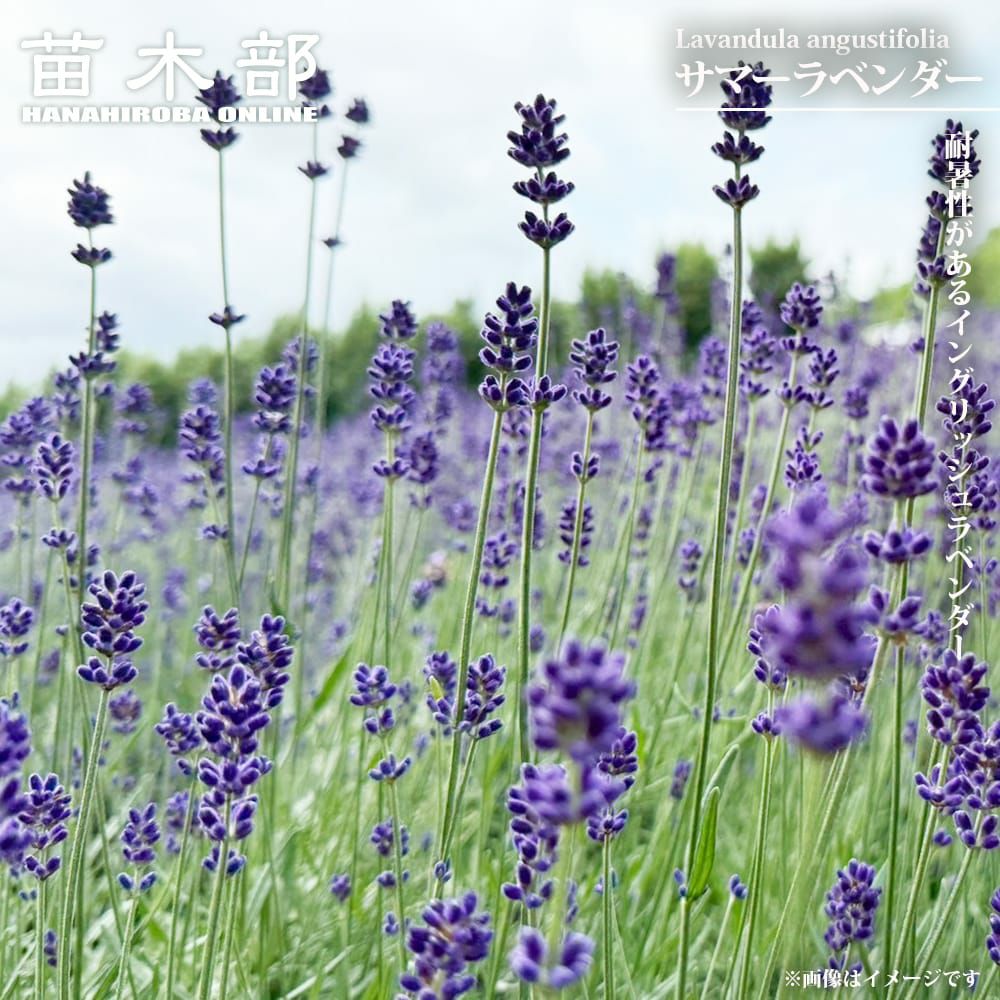 000000141687-01.jpg?size=l&w=