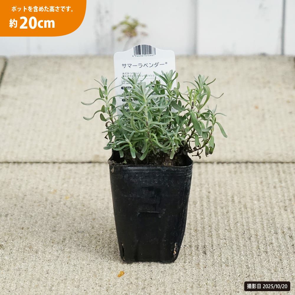 ラベンダー サマーラベンダー 苗 販売 苗木部 By 花ひろばオンライン