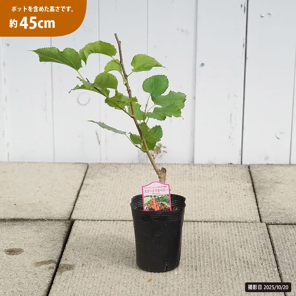 桑（マルベリー） スイートマルベリー 苗 通販 苗木部 By 花ひろば