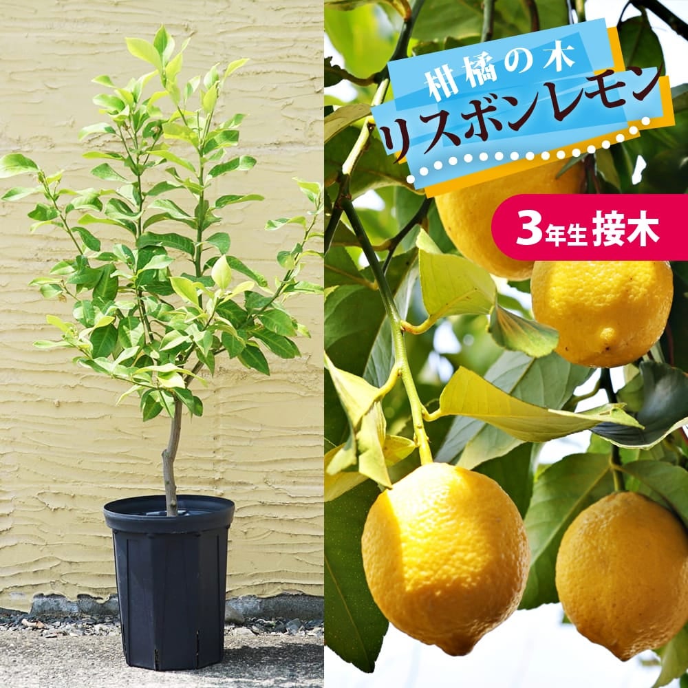 000000041708-01.jpg?size=l&w=