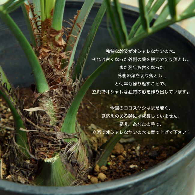 000000041709-02.jpg?size=l&w=