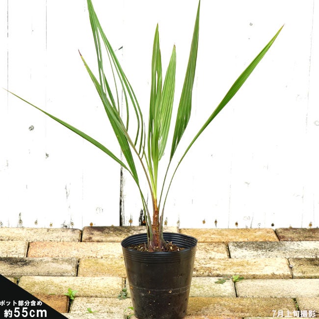 000000041709-03.jpg?size=l&w=