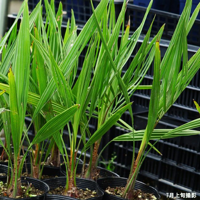 ヤシ ココスヤシ 苗 育て方 苗木部 By 花ひろばオンライン