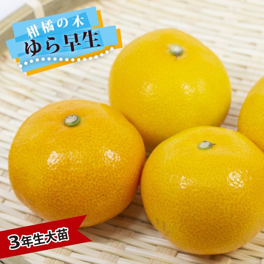 000000141708-01.jpg?size=l&w=