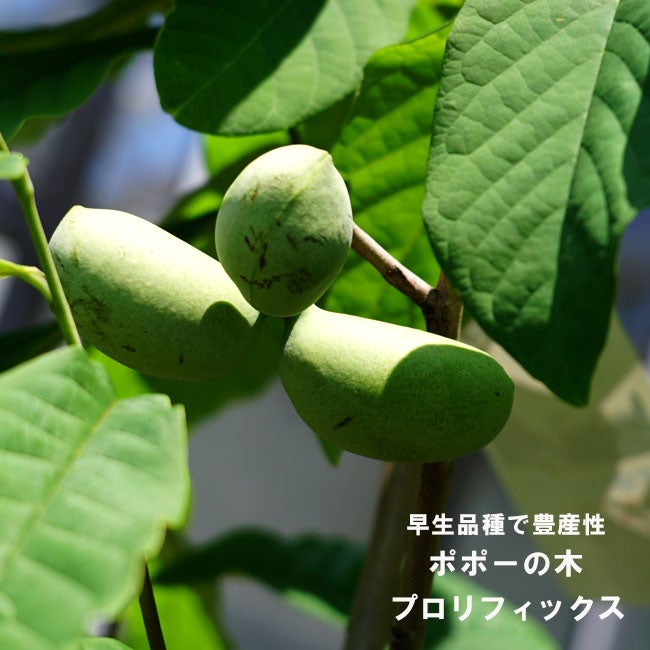 花芽ついたポポー苗木　2本 ポポーの苗木 オーバーリース【果樹の苗木 5号ポット苗 2年生 接木苗