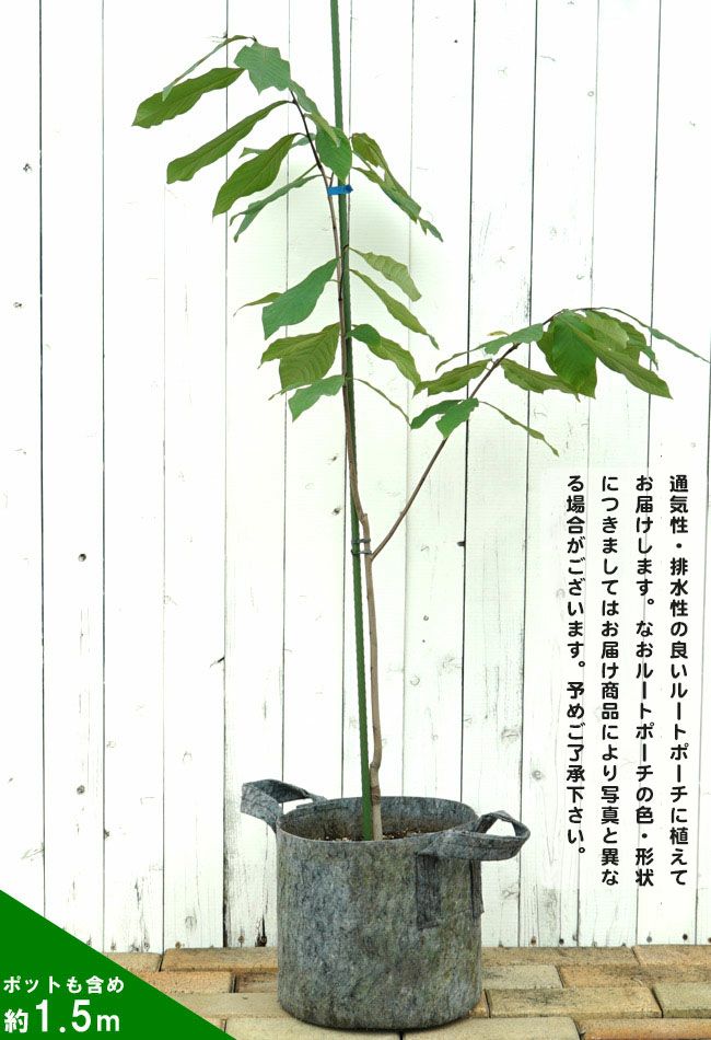 ポポー プロリフィックス 苗 通販 苗木部 By 花ひろばオンライン