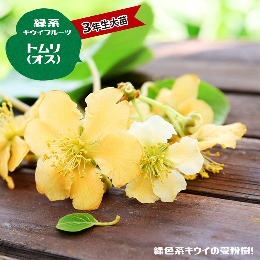 緑系受粉樹 | 苗木部 本店 By 花ひろばオンライン