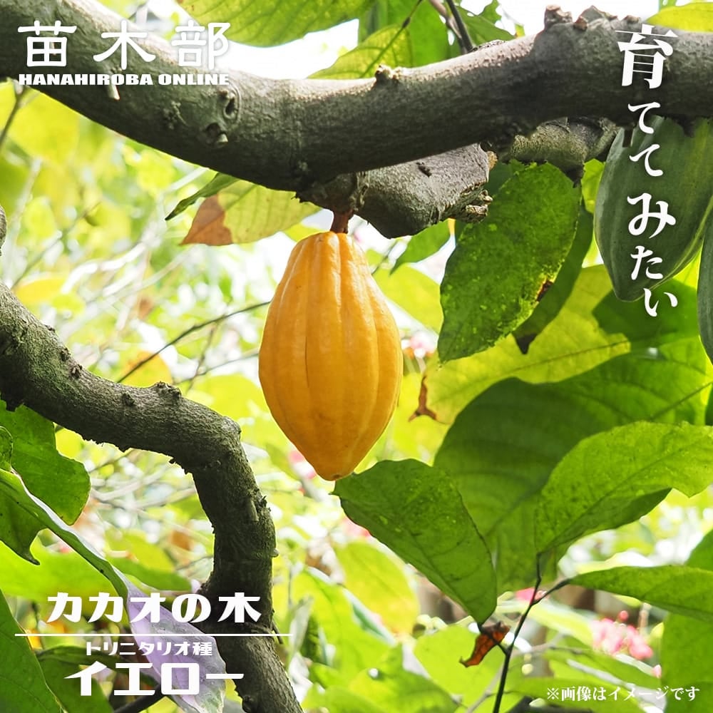 ❻カカオ苗　トリニタリオ種 000000141892-01.jpg?size=l&w=