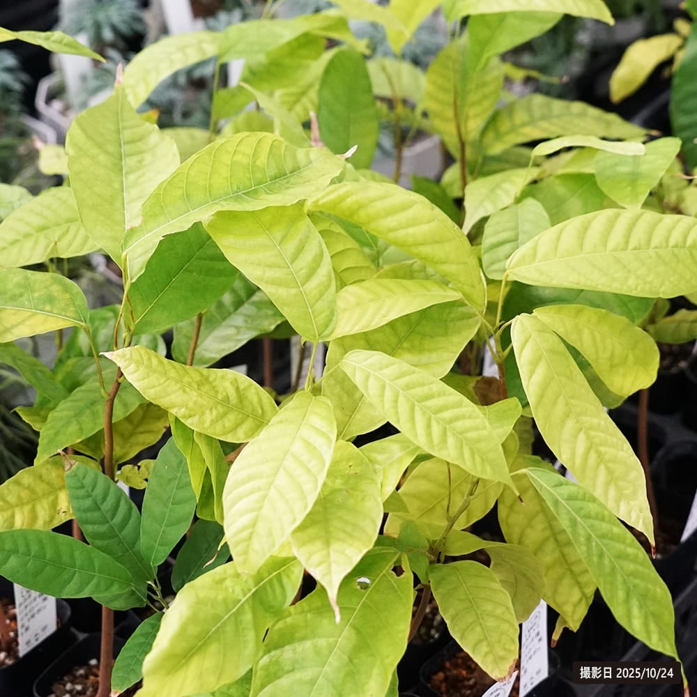 カカオ トリニタリオ種 イエロー 苗 販売 苗木部 By 花ひろばオンライン