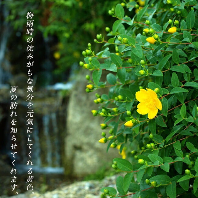 芍薬 西洋シャクヤク フェスティバマキシマ 苗 通販 苗木部 By 花