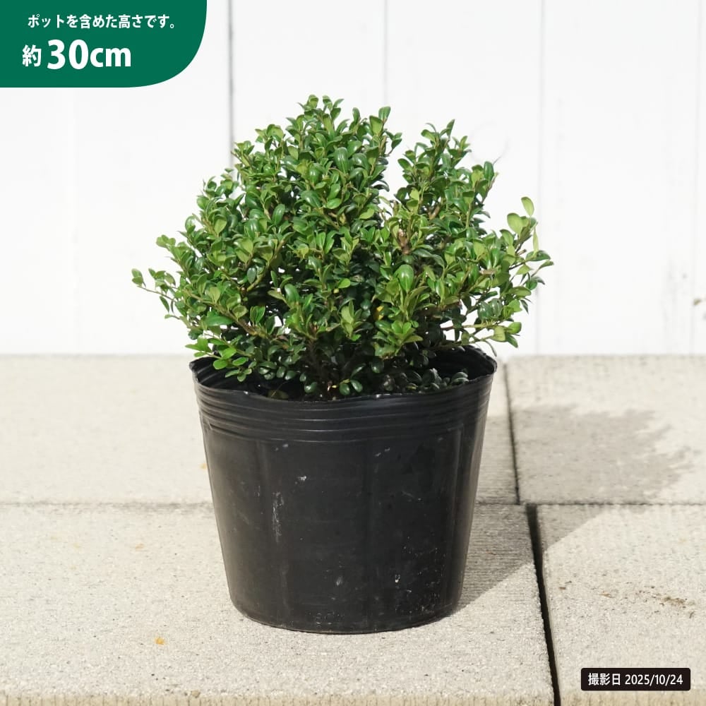 マメツゲ 2本 植木 植木 まめつげ 小花 トピアリー 玄関 シンボルツリー 000000141896-05.jpg?size=l&w=