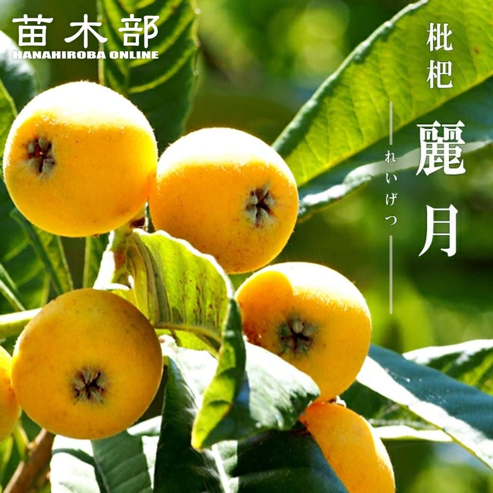 ビワ クイーン長崎 苗 販売 苗木部 By 花ひろばオンライン