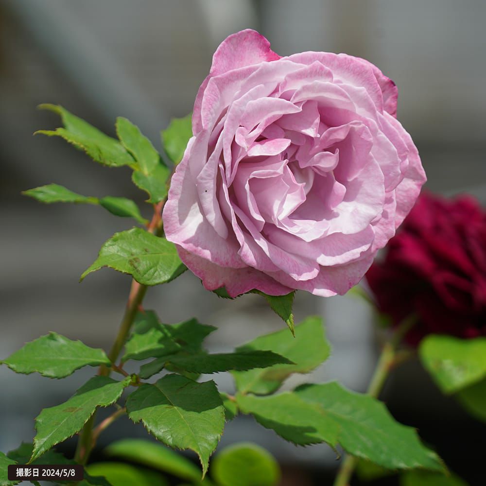 バラ ライラックビューティー HT ハイブリッドティー 苗 通販 苗木部