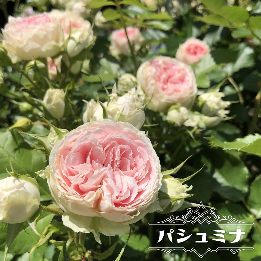 パシュミナ薔薇苗木＆ラデッシュ薔薇苗木 000000141993-01.jpg?size=l&w=