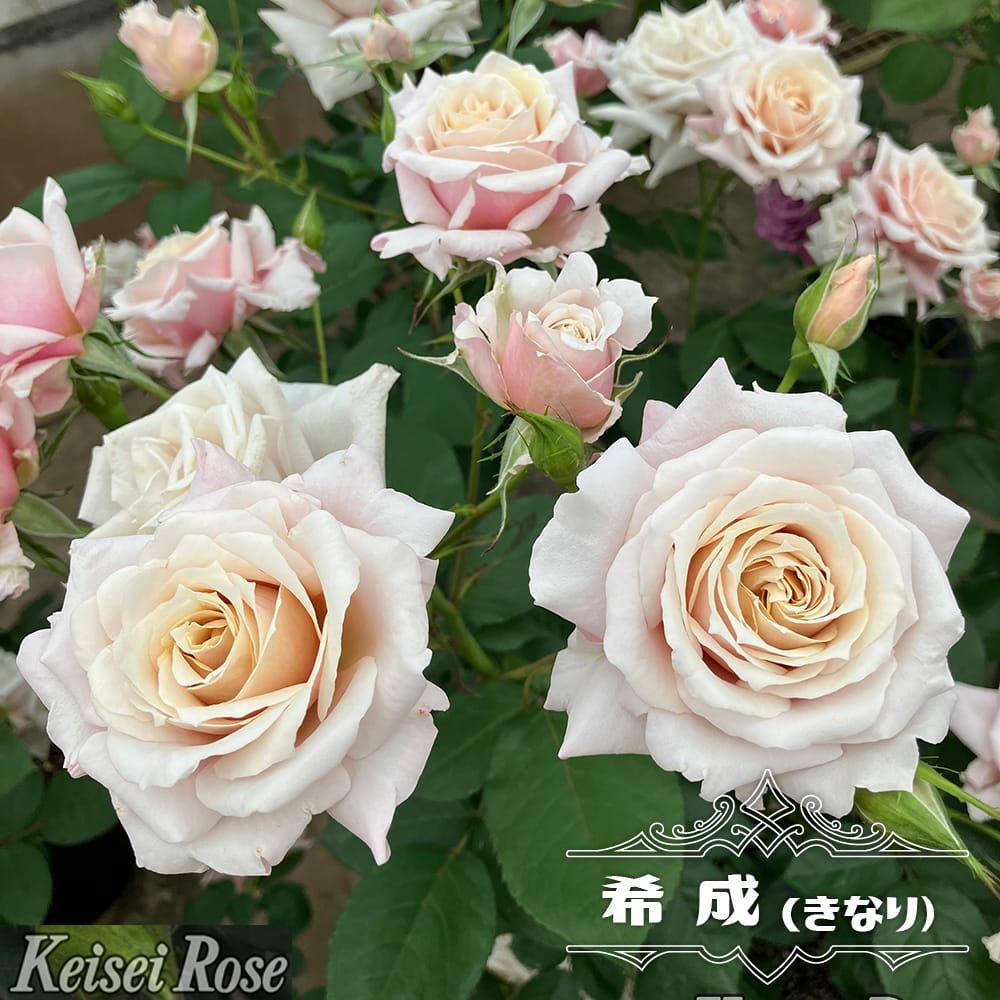 茶・ベージュのバラ | 苗木部 本店 By 花ひろばオンライン