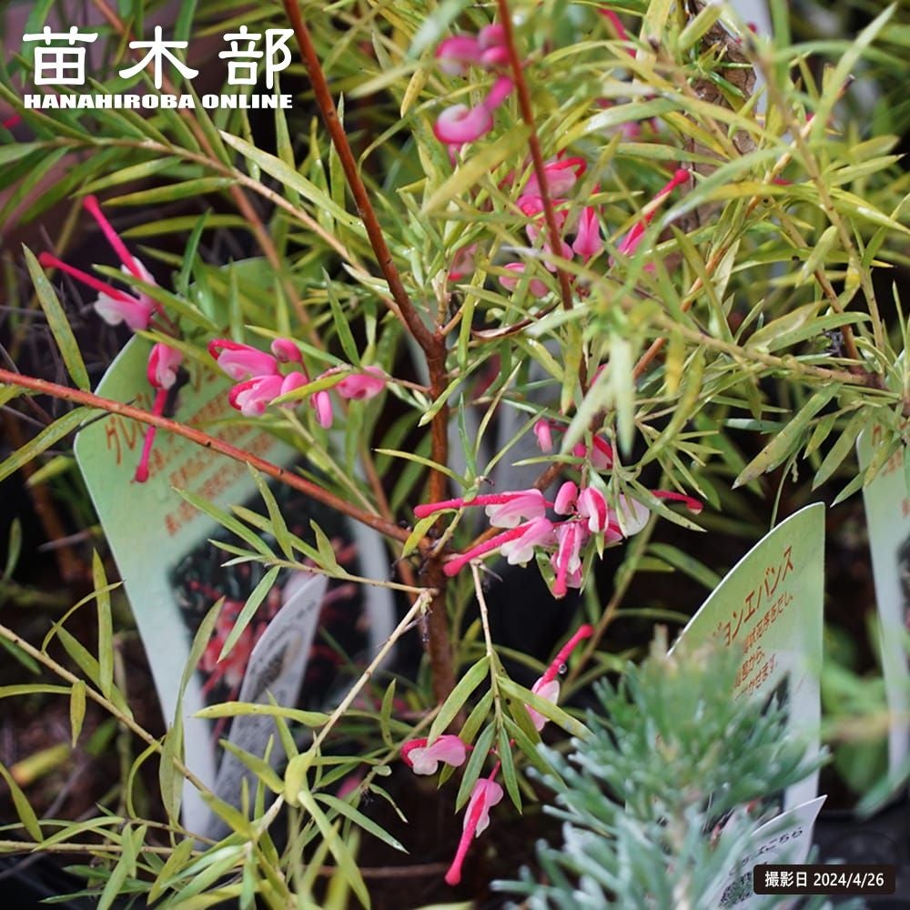 グレビレア・リューカデンドロン | 苗木部 本店 By 花ひろばオンライン