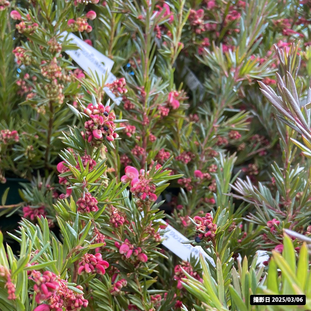 グレビレア ジョン エバンス 苗 通販 苗木部 By 花ひろばオンライン